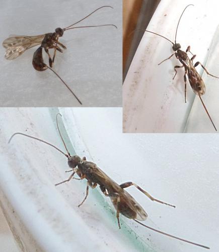 Réf. 226 718 : Wachsmannia spathiiformis